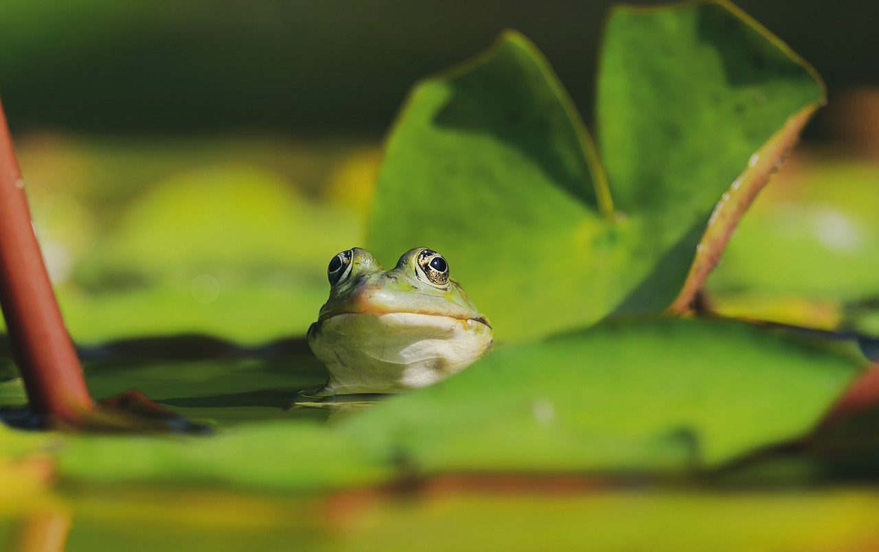 Tips for Capturing Reflections in Water Bodies During Your Travels